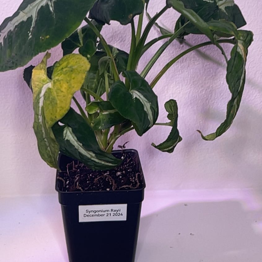 Photo of the plant species Syngonium Rayii by @CourtlandFlute named James Dean on Greg, the plant care app