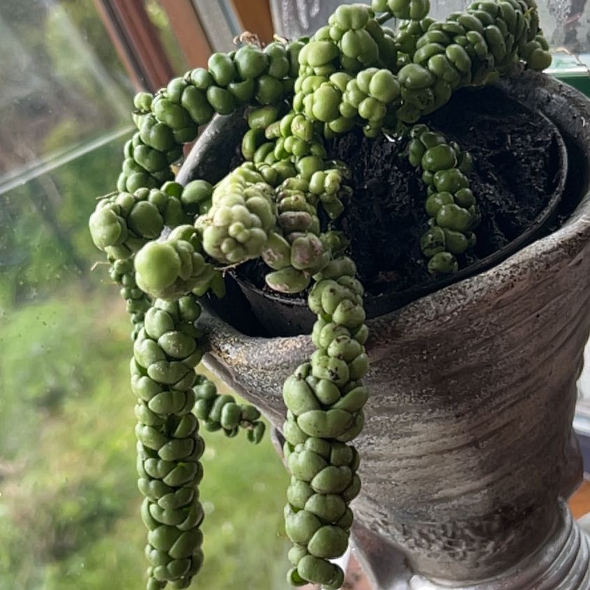 Photo of the plant species Dragon Jade Dischidia by @FamedShadscale named Kamaria on Greg, the plant care app