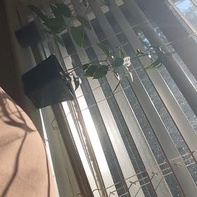 Photo of the plant species Hoya Irina by @YesKingprotea named Stella on Greg, the plant care app