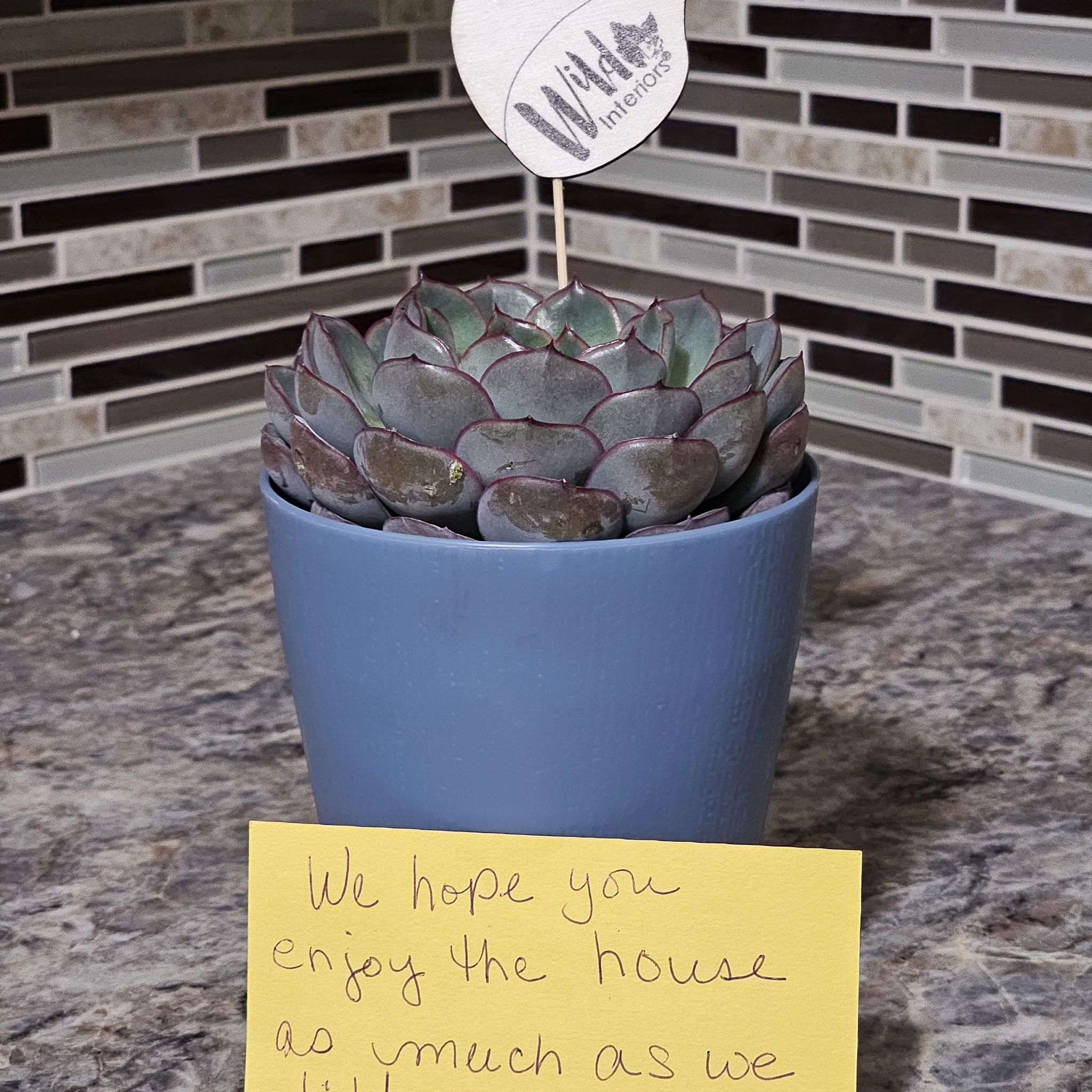 Photo of the plant species Echeveria 'Hercules' by @AdmiredAloevera named Hercules on Greg, the plant care app