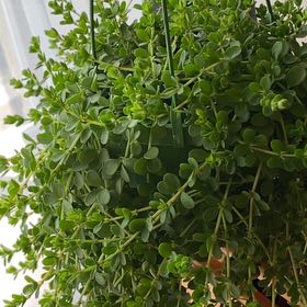 Photo of the plant species Isabella Peperomia by @LightSnakeberry named Emerson on Greg, the plant care app