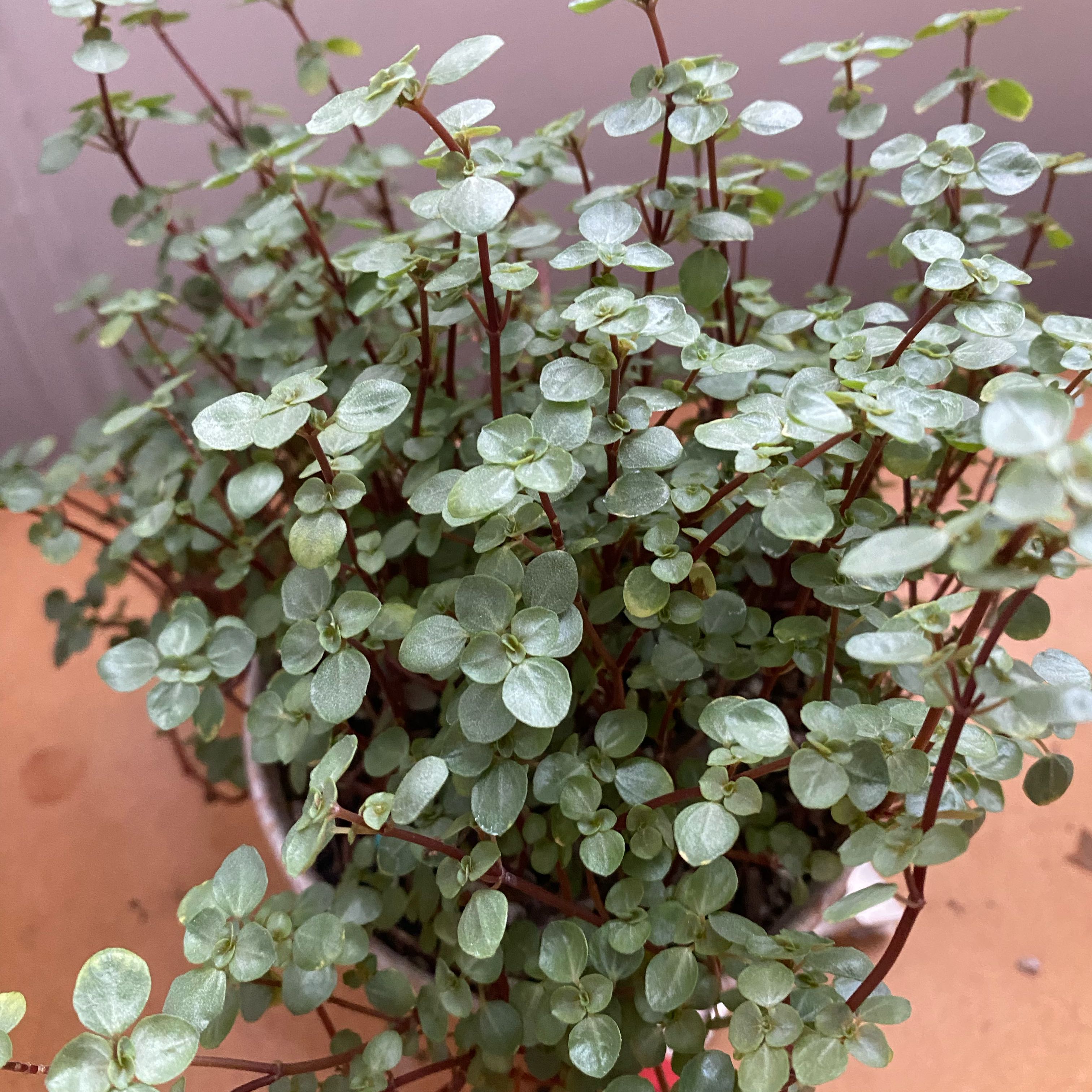 Photo of the plant species Pilea 'Silver Sparkle' by @LightSnakeberry named Surya on Greg, the plant care app
