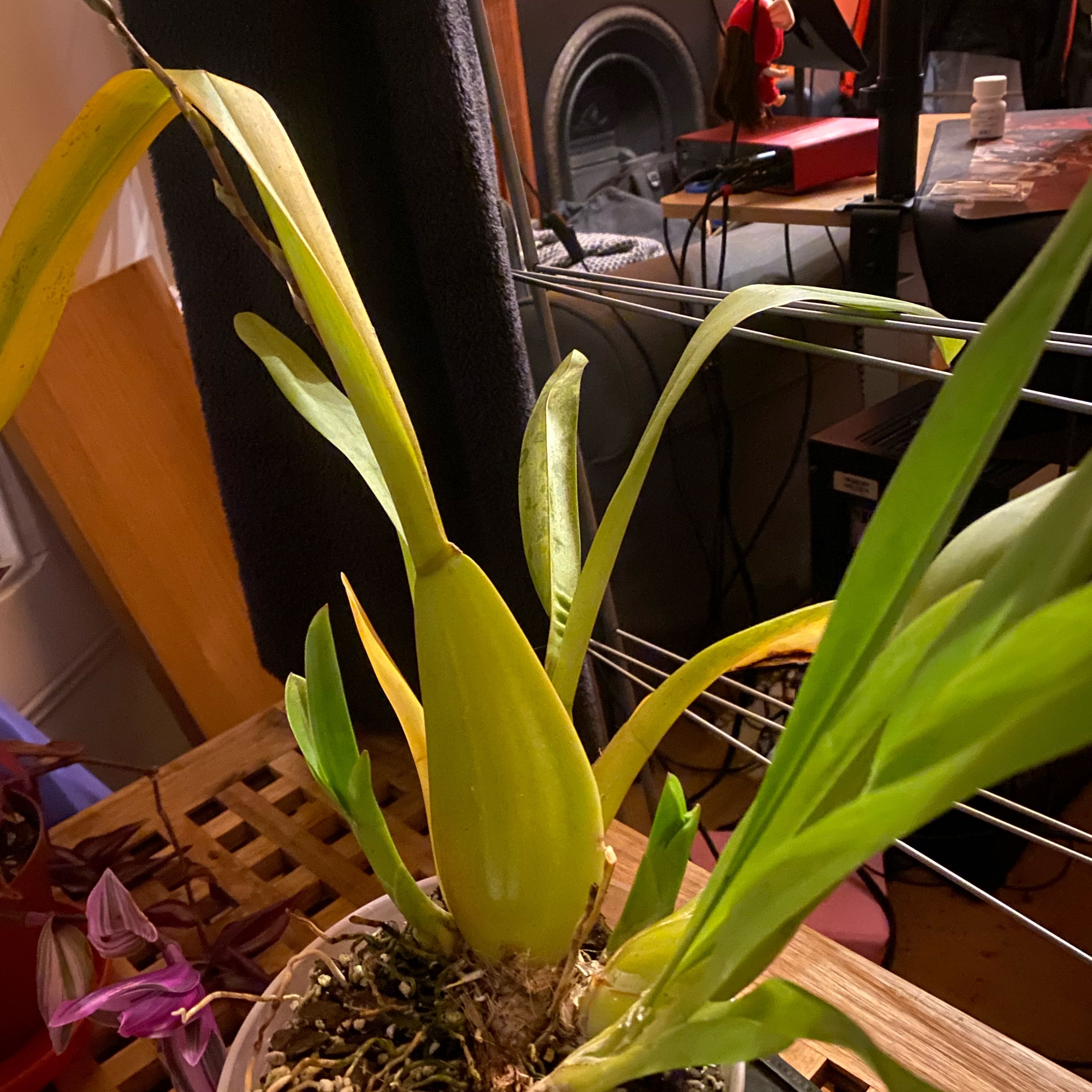 Photo of the plant species Cambria Orchid by @LightSnakeberry named Hamilton on Greg, the plant care app