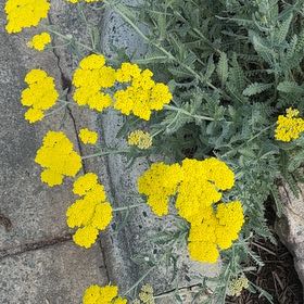 Photo of the plant species Fernleaf Yarrow by @HeiressTawapou named Rainier on Greg, the plant care app