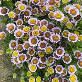 Photo of the plant species Seaside Daisy by @ChosenCornbind named Sanders on Greg, the plant care app