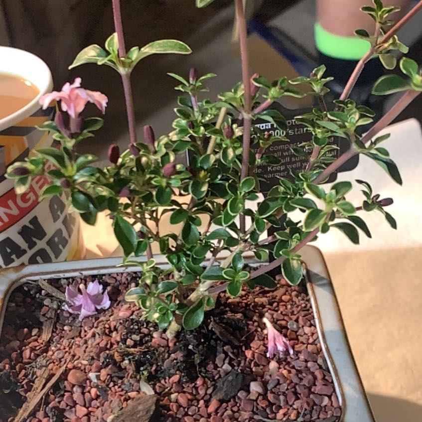 Photo of the plant species Kyoto Serissa by @RichStarsedge named Orwell on Greg, the plant care app