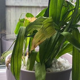 Photo of the plant species Freesia by @PurelySeagrape named Duke on Greg, the plant care app