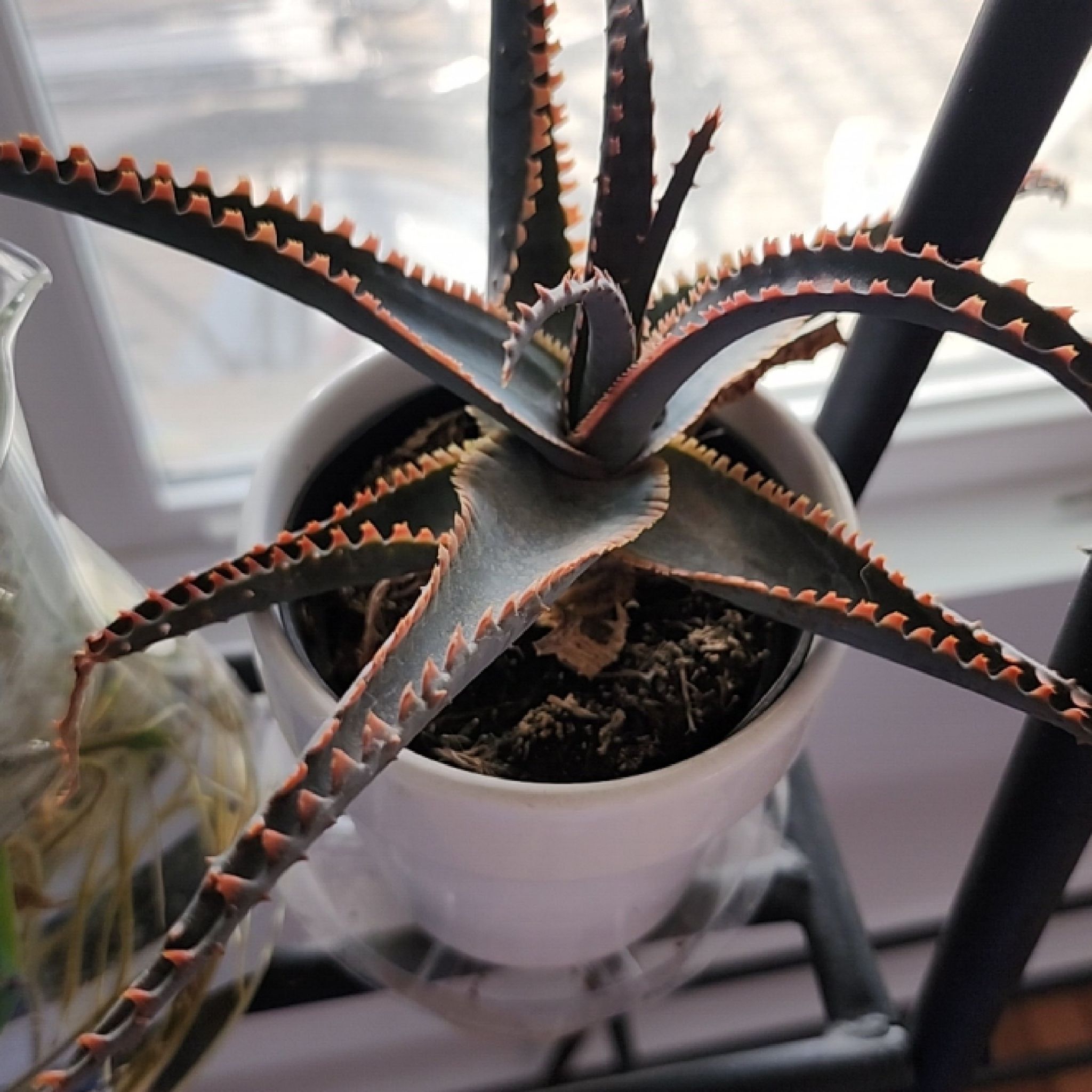 A healthy Aloe 'Swordfish' plant in a white pot with serrated leaves.