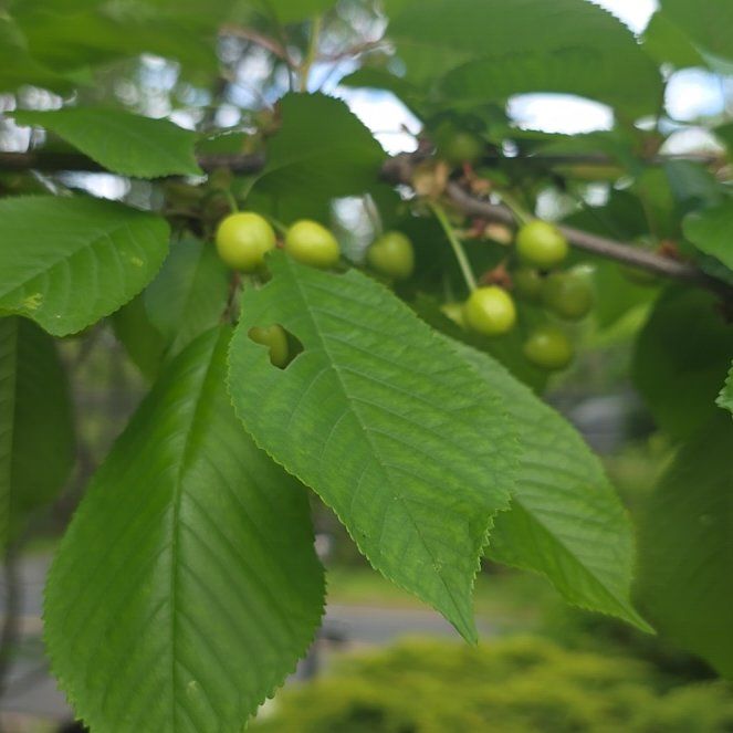 Photo of the plant species Sweet Cherry by @FastSandwort named Scarlett on Greg, the plant care app