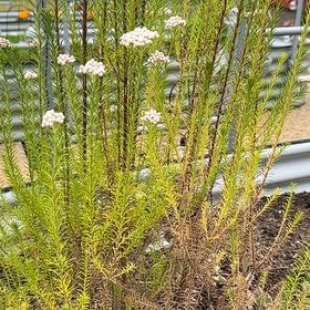 Photo of the plant species Wandering Heath by @RoundFenorchid named Fernie Mac on Greg, the plant care app