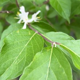 Photo of the plant species Morrow's Honeysuckle by @ZestyLuscious named Bruce Lee on Greg, the plant care app