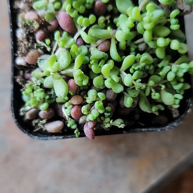 Photo of the plant species Variegated Stone Crop by @ZanyStrapwort named Stoner on Greg, the plant care app