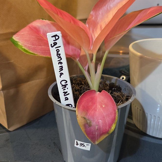 Photo of the plant species Aglaonema 'China Red' by @ZanyStrapwort named Terra on Greg, the plant care app