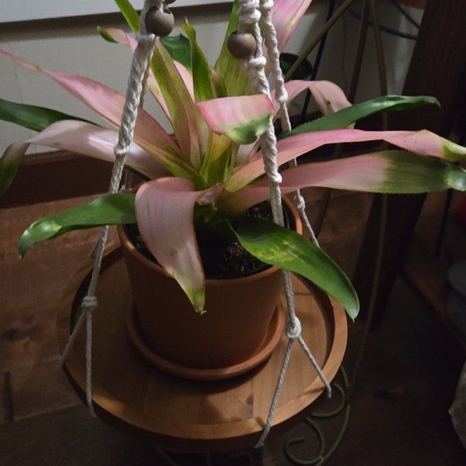 Photo of the plant species Bromeliad by @ZanyStrapwort named Harper on Greg, the plant care app
