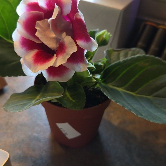 Photo of the plant species Florist's gloxinia by @ZanyStrapwort named Harmony on Greg, the plant care app