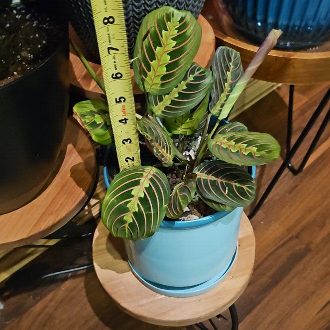 Photo of the plant species Black Prayer Plant by @RobustTricolor named Hayzeus (new) on Greg, the plant care app