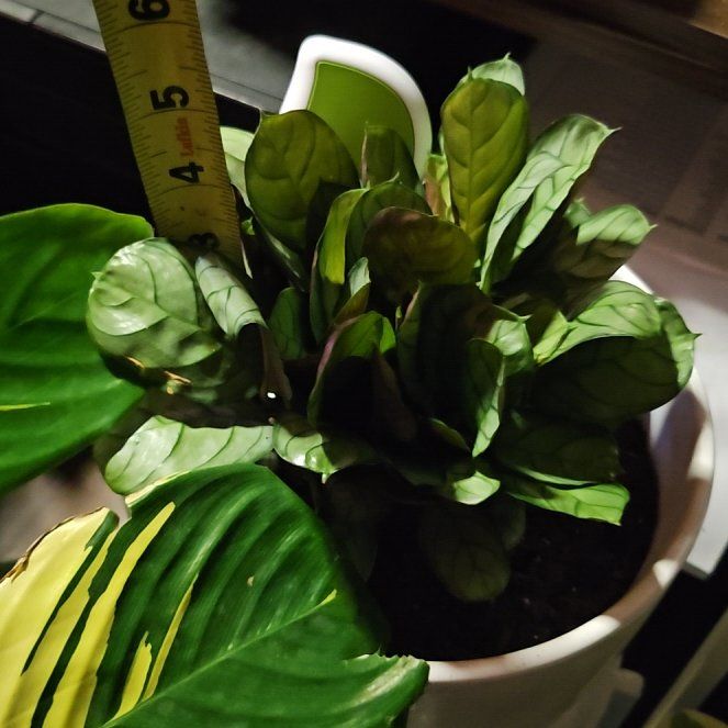 Photo of the plant species Calathea Royal Standard by @RobustTricolor named Baby Callie (new) on Greg, the plant care app