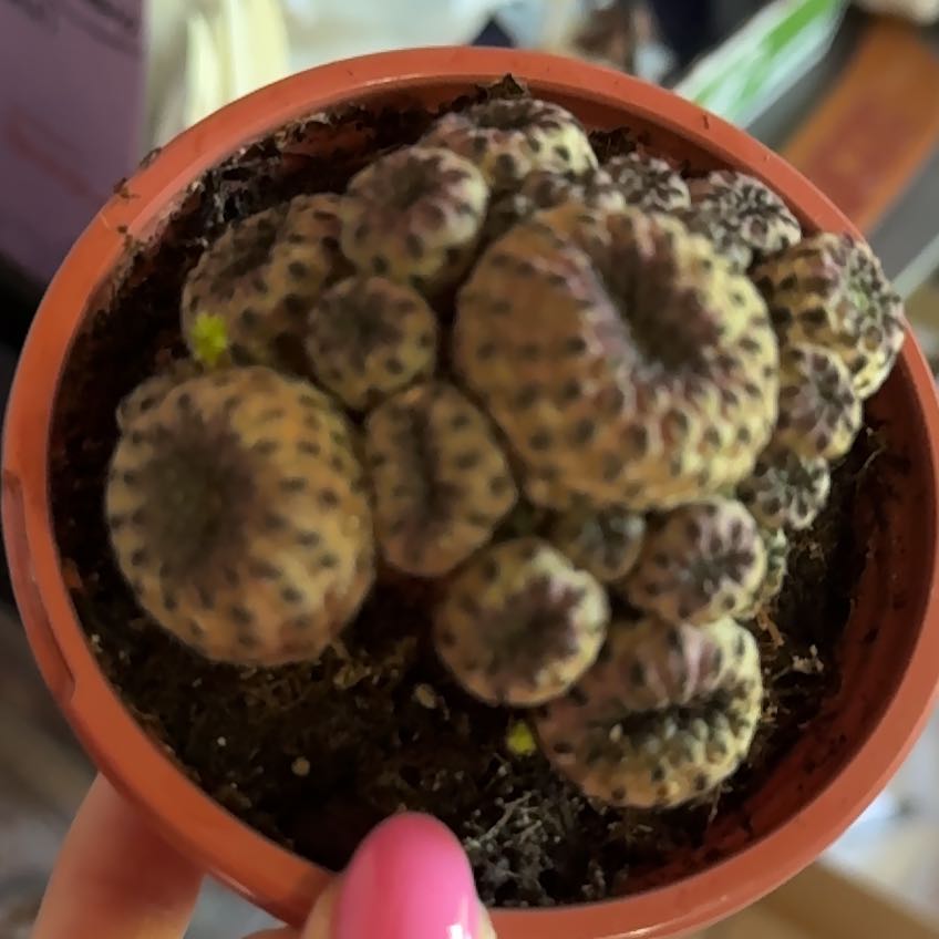 Photo of the plant species Rebutia canigueralii by @SolidMonkorchid named Stella on Greg, the plant care app