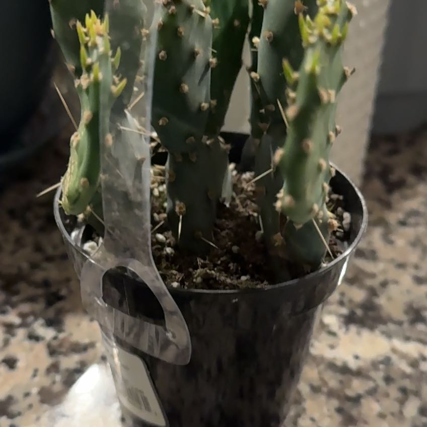 Photo of the plant species Assorted Opuntia by @UngrudgingKanna named Gobi on Greg, the plant care app