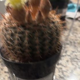 Photo of the plant species Parodia x erubescens by @UngrudgingKanna named Apollo on Greg, the plant care app