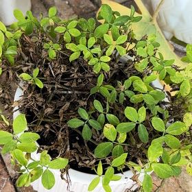 Photo of the plant species Pinto Peanut by @ElderOrchid named Rihanna on Greg, the plant care app