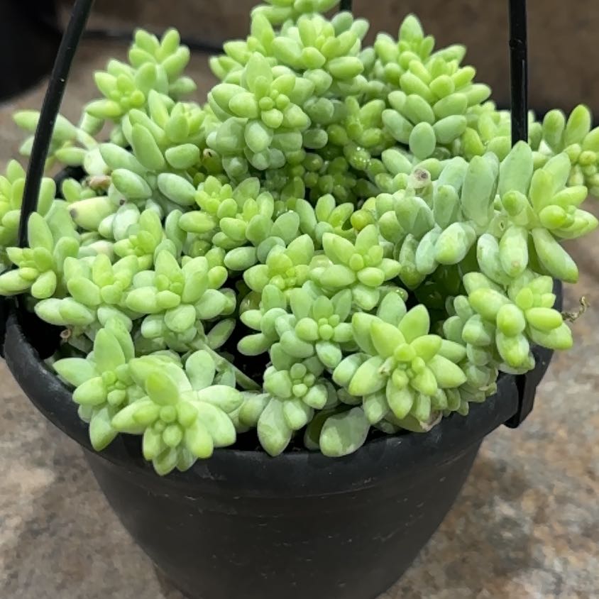 Healthy Graptosedum 'Blue Giant' succulent in a black pot with vibrant green leaves.