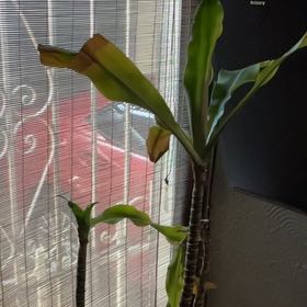 Photo of the plant species Brazilwood by @DazzlingAcajou named Delilah on Greg, the plant care app