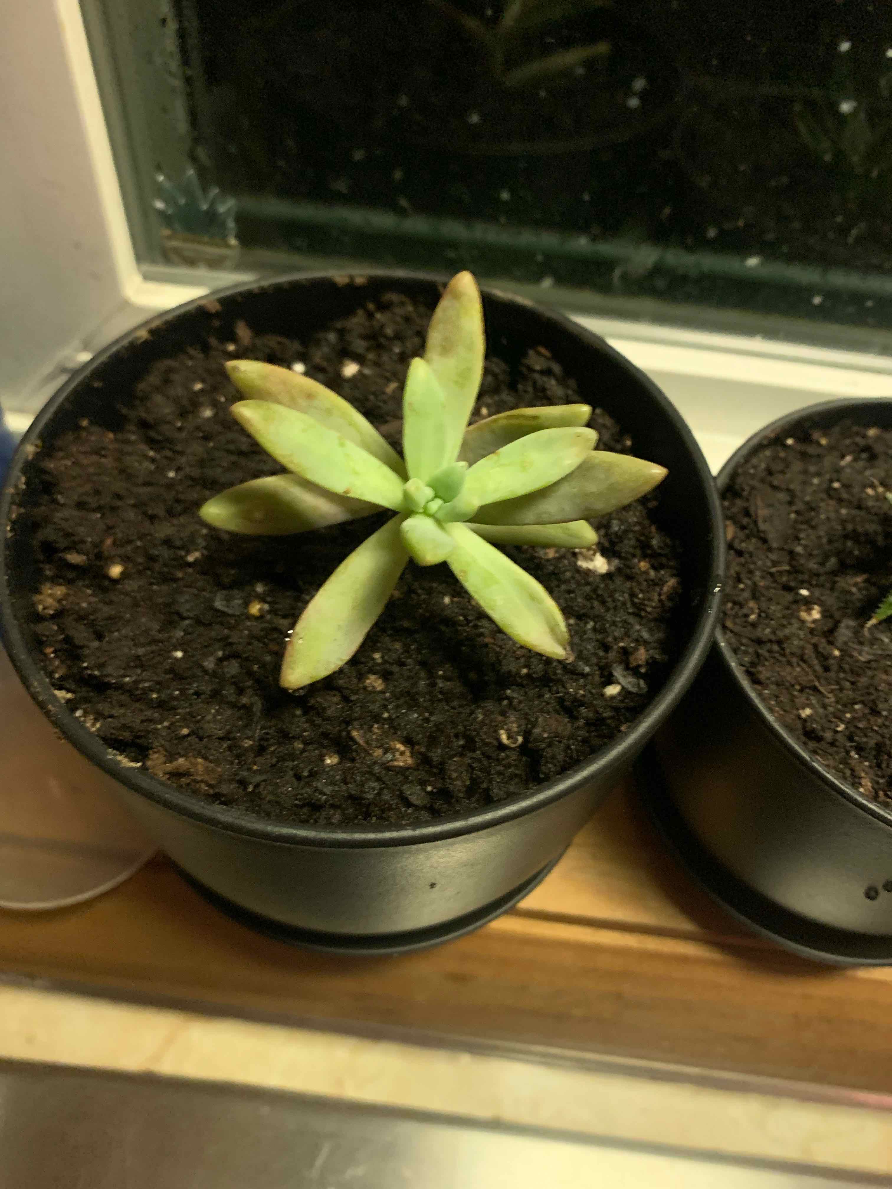 Graptosedum 'Darley Sunshine' succulent in a black pot on a windowsill, with slight leaf discoloration.
