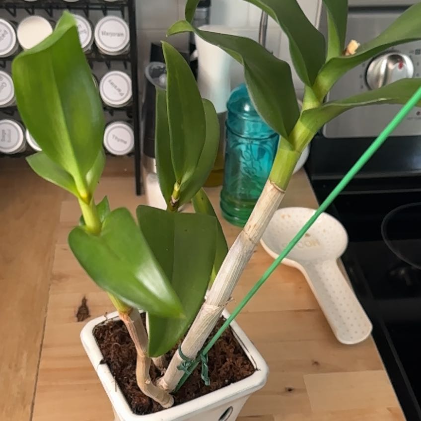 Dendrobium Phalaenopsis plant in a white pot with green leaves, kitchen items in the background.
