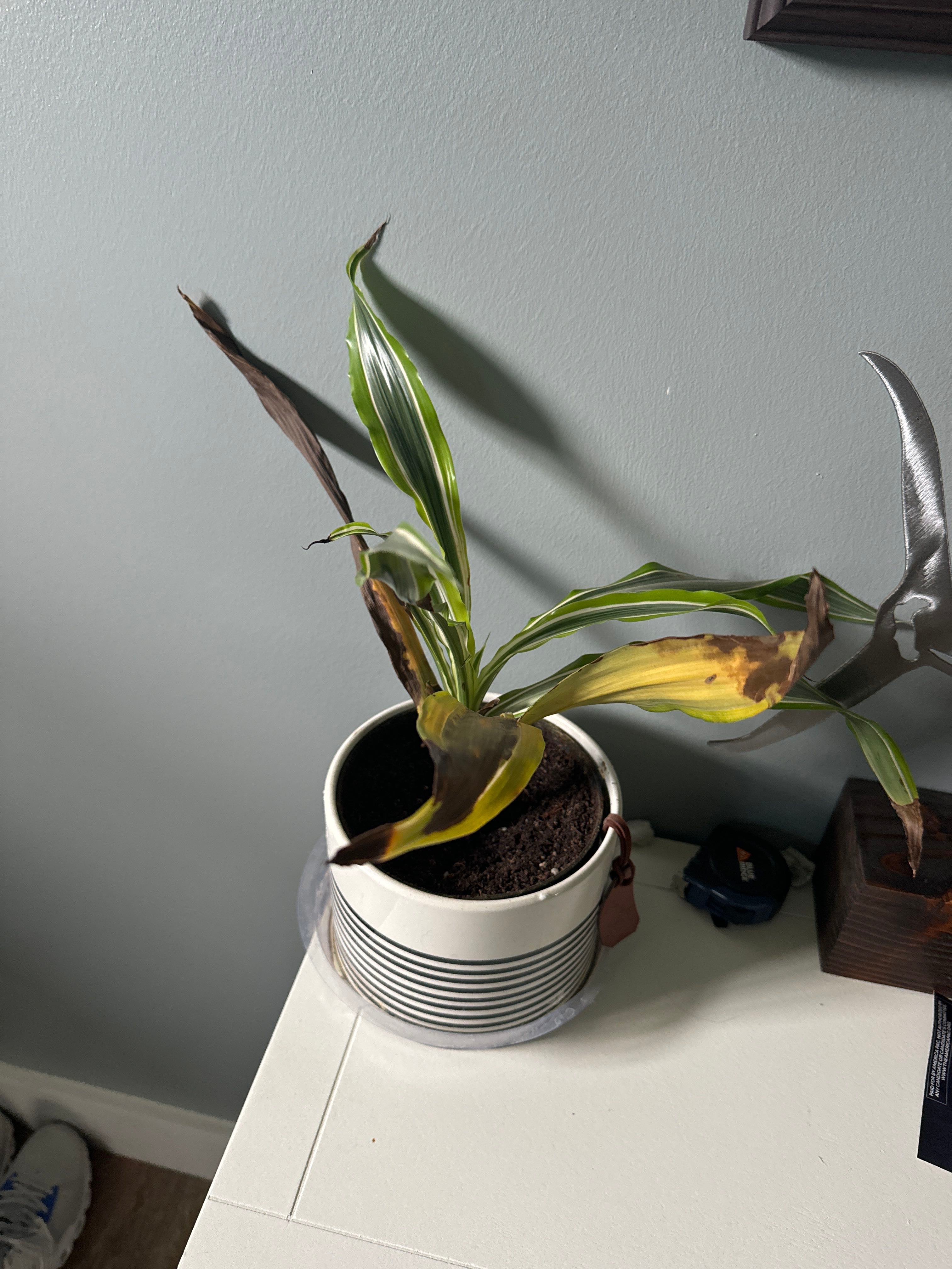 ☀️ How to Fix Brown Spots on Your Ray of Sunshine Dracaena