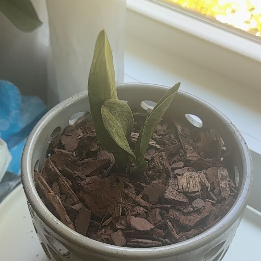 Photo of the plant species Cattleya Orchid by @Bfullen named Cleopatra on Greg, the plant care app