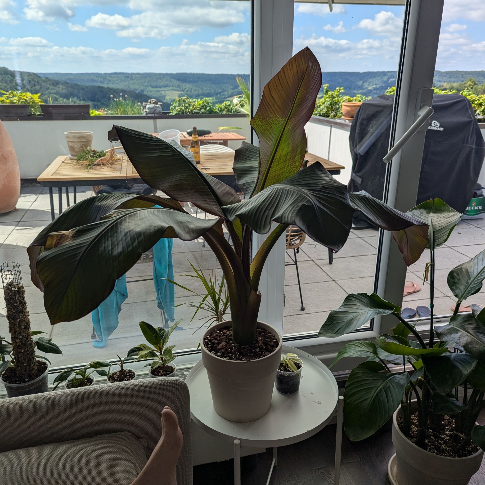Plant care for Red Beets on Greg, the plant care app
