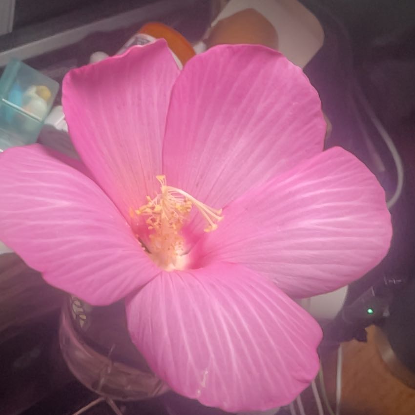 Photo of the plant species Hibiscus Moscheutos by @UprightGrasspea named Sir Plancelot on Greg, the plant care app