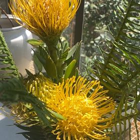 Photo of the plant species Red Pincushion-Protea by @ProudAngelrope named Oscar on Greg, the plant care app