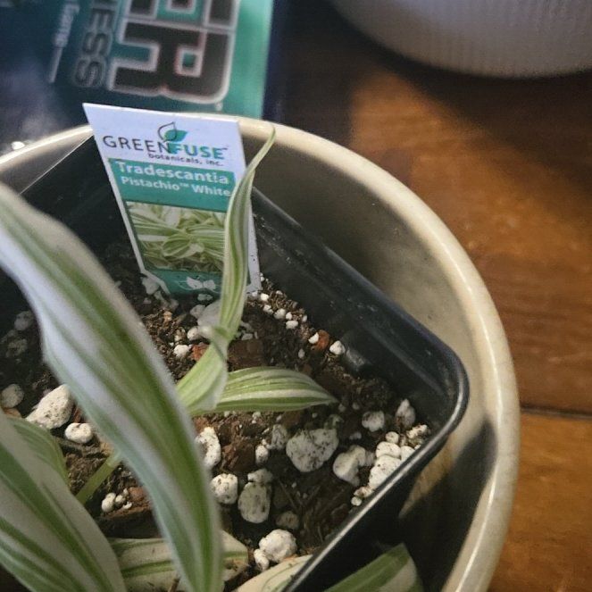 Photo of the plant species tradescantia by @GleamingKaramu named LiloStitch on Greg, the plant care app