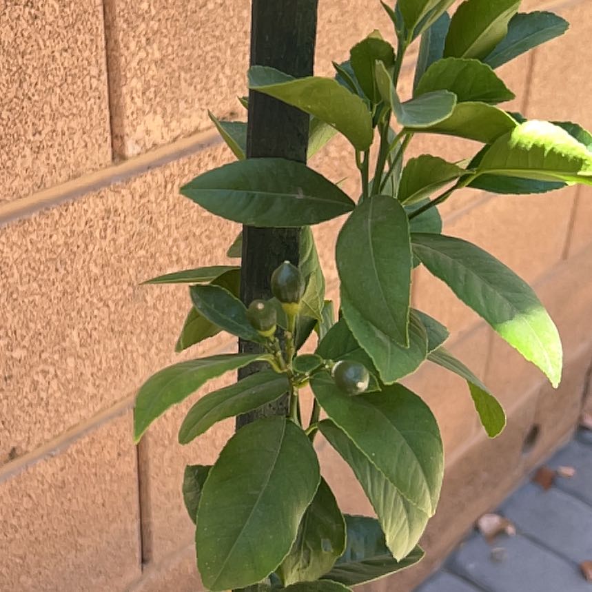 Photo of the plant species Meyers Lemon by @UberCrownvetch named Joyce Meyer on Greg, the plant care app