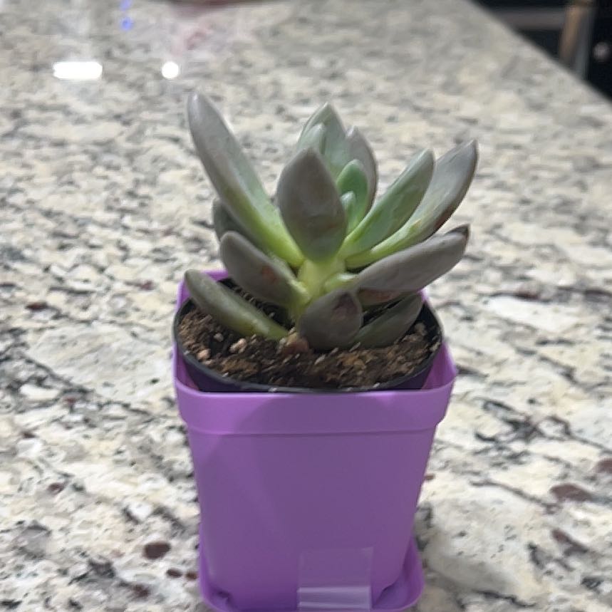 Photo of the plant species Echeveria 'Ebony' by @UberCrownvetch named Lola on Greg, the plant care app