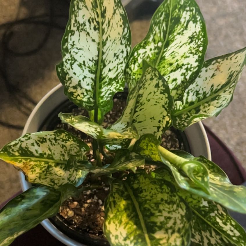 Photo of the plant species Chinese evergreen by @Kittyku named Queen on Greg, the plant care app