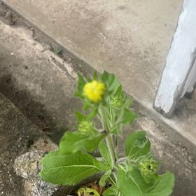 Photo of the plant species Wild Sunflower by @SteadyRhodotus named Dax on Greg, the plant care app