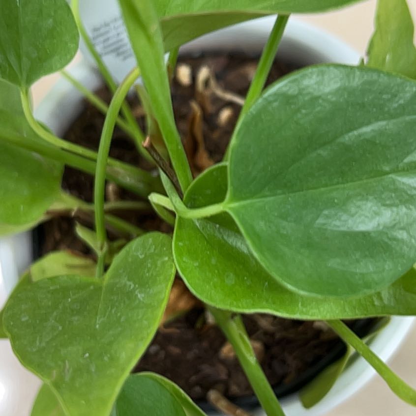 Photo of the plant species Anthurium podophyllum hybrid by @SuccinctAnacua named Diana on Greg, the plant care app