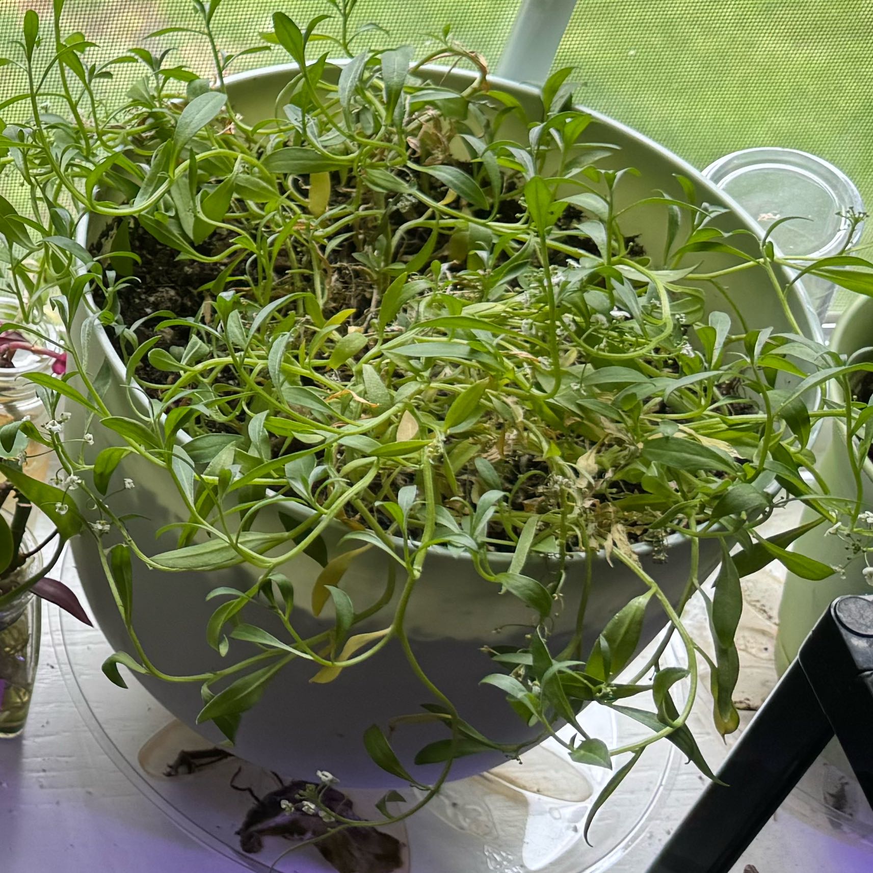 Photo of the plant species Sweet Alyssum by @SuaveOgreears named Wall-E on Greg, the plant care app