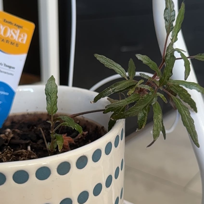 Photo of the plant species Dragon Tongue Bush Bean by @SuaveOgreears named Osmo on Greg, the plant care app