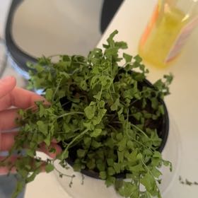 Photo of the plant species Mother Fern by @SuaveOgreears named Pax on Greg, the plant care app