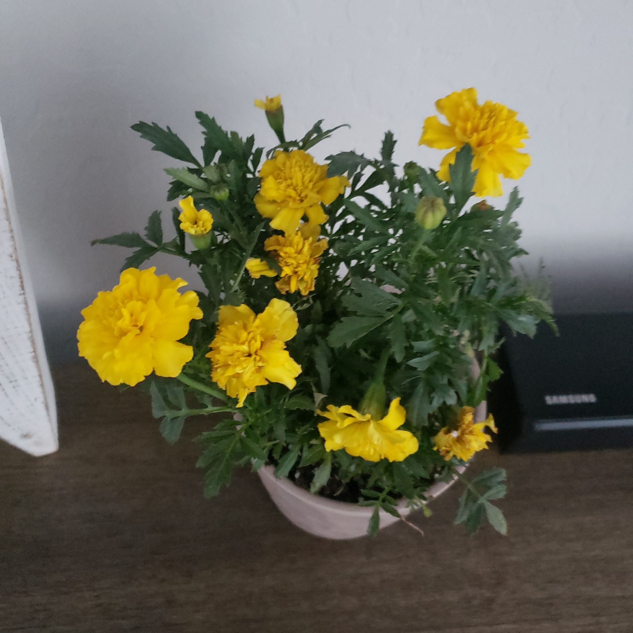 Plant care for Marigold on Greg, the plant care app