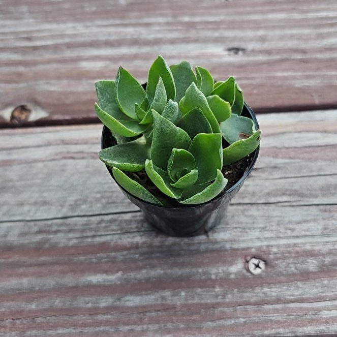 Photo of the plant species Taylor's Parches by @BeatificHemlock named Bieber on Greg, the plant care app