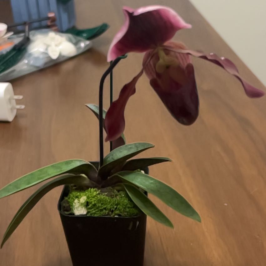Photo of the plant species Paphiopedilum charlesworthii fma. sandowiae by @JamieO named Juniper on Greg, the plant care app