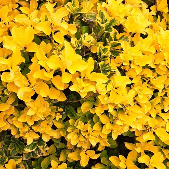 Photo of the plant species Japanese Spindle by @EagerOlivetree named Coco on Greg, the plant care app