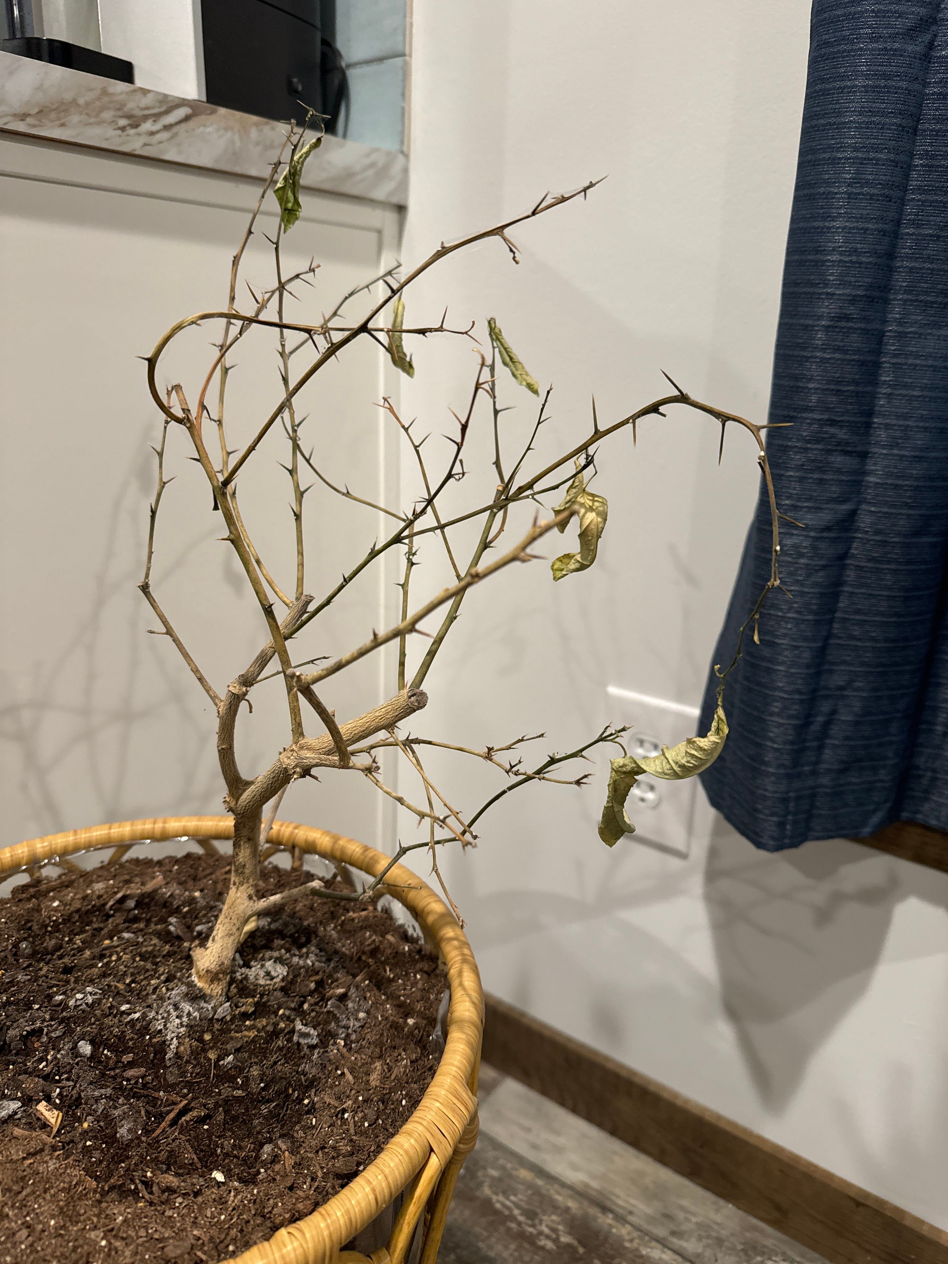 Identifying What is Eating Your Littleleaf Linden 🐛