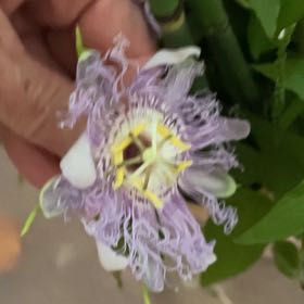 Photo of the plant species Maypop by Cyndy named Harry on Greg, the plant care app