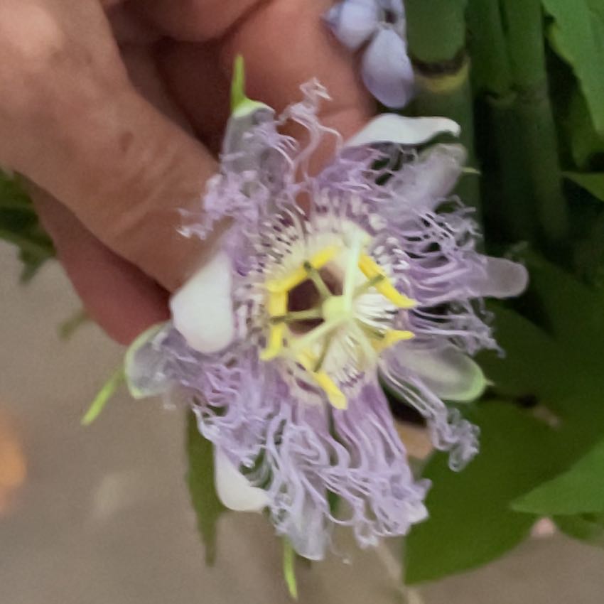 Photo of the plant species Maypop by Cyndy named Walt on Greg, the plant care app